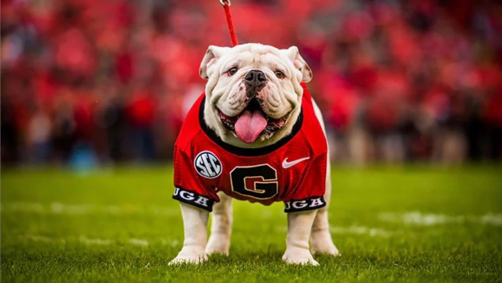 UGA: A Sweeping Campus and Wide Range of Majors